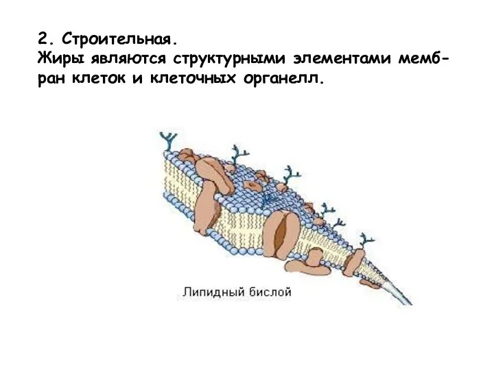 2. Строительная. Жиры являются структурными элементами мемб- ран клеток и клеточных органелл.