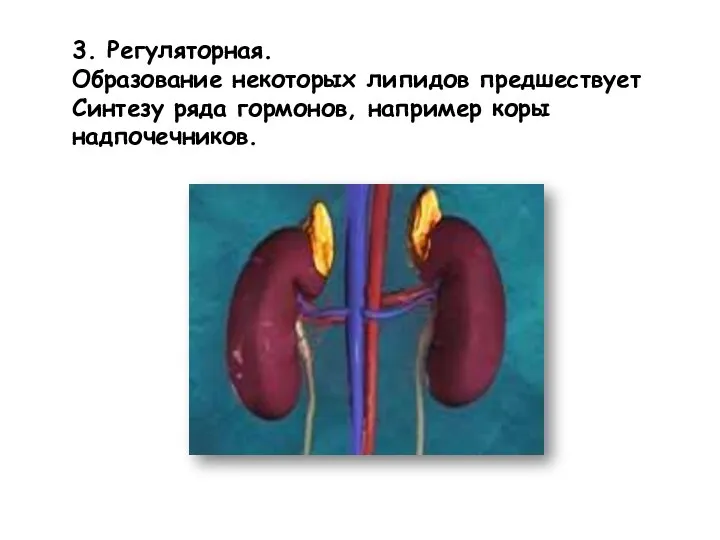 3. Регуляторная. Образование некоторых липидов предшествует Синтезу ряда гормонов, например коры надпочечников.