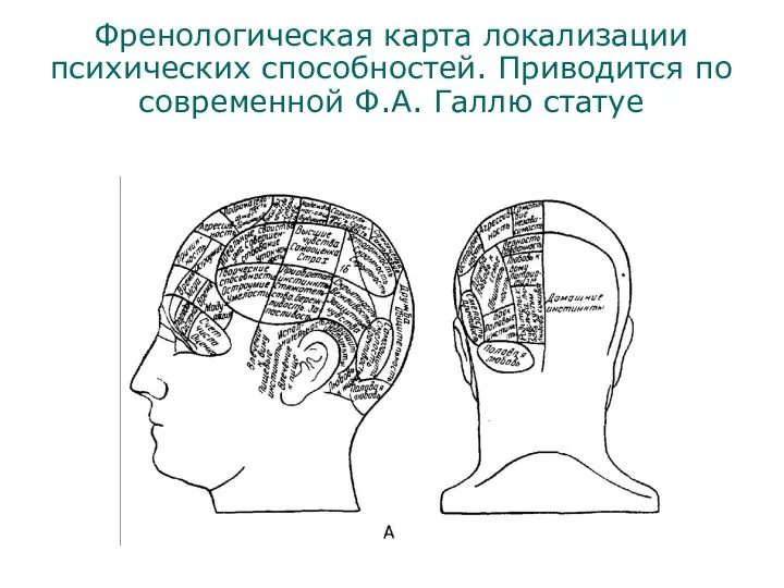 Френологическая карта локализации психических способностей. Приводится по современной Ф.А. Галлю статуе