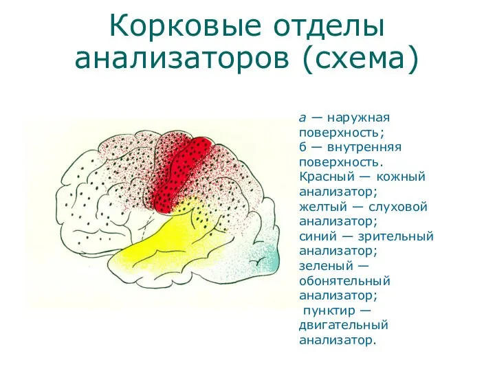 Корковые отделы анализаторов (схема) а — наружная поверхность; б — внутренняя