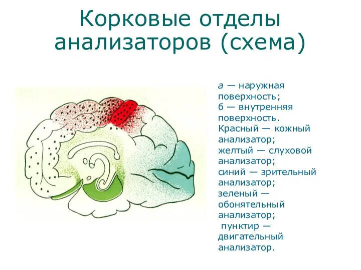 Корковые отделы анализаторов (схема) а — наружная поверхность; б — внутренняя