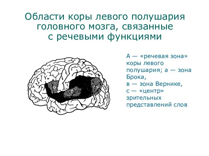 Области коры левого полушария головного мозга, связанные с речевыми функциями А