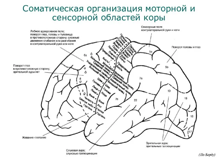 Соматическая организация моторной и сенсорной областей коры