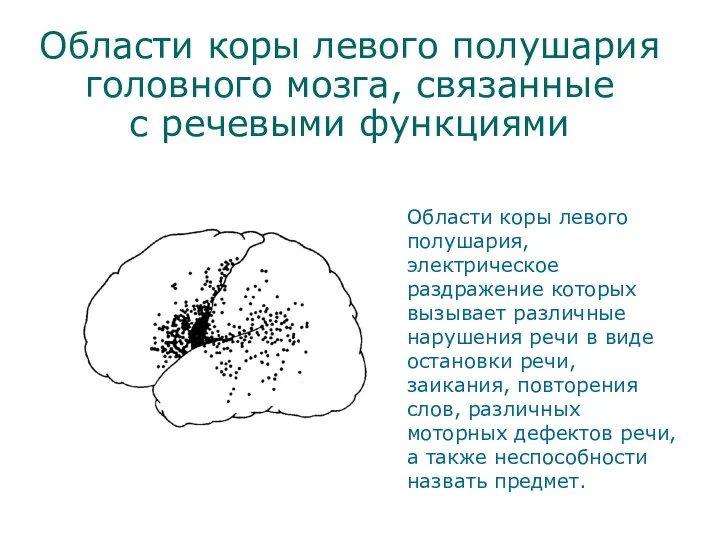 Области коры левого полушария головного мозга, связанные с речевыми функциями Области