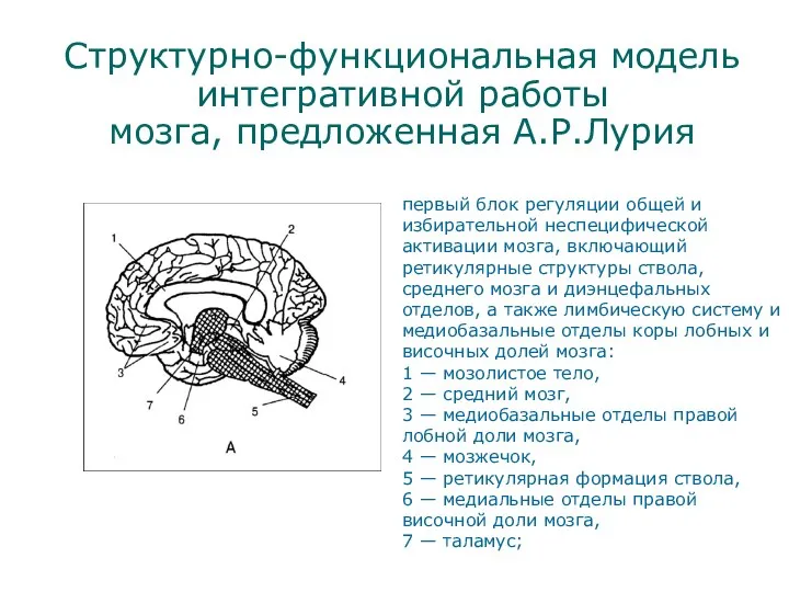 Структурно-функциональная модель интегративной работы мозга, предложенная А.Р.Лурия первый блок регуляции общей