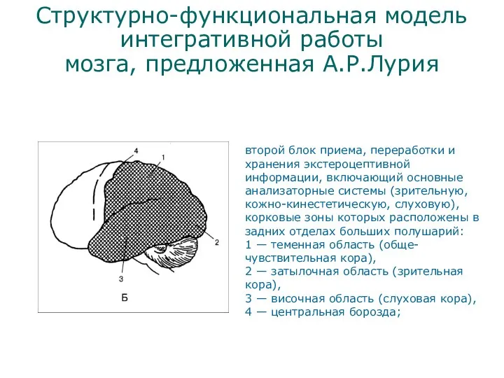 Структурно-функциональная модель интегративной работы мозга, предложенная А.Р.Лурия второй блок приема, переработки