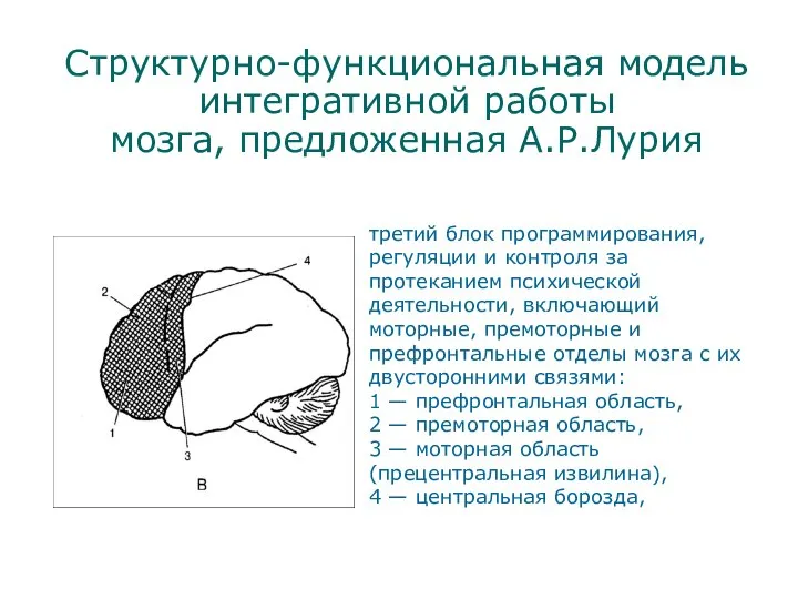 Структурно-функциональная модель интегративной работы мозга, предложенная А.Р.Лурия третий блок программирования, регуляции