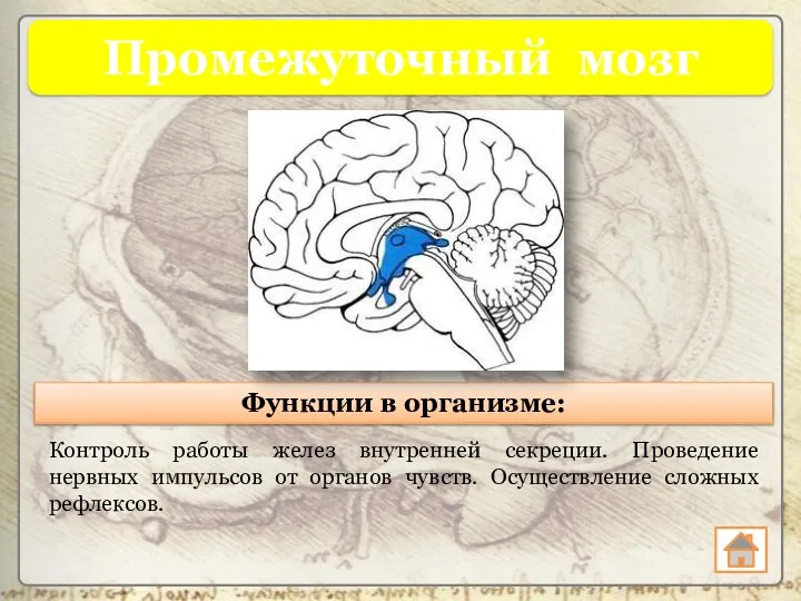 Промежуточный мозг Функции в организме: Контроль работы желез внутренней секреции. Проведение