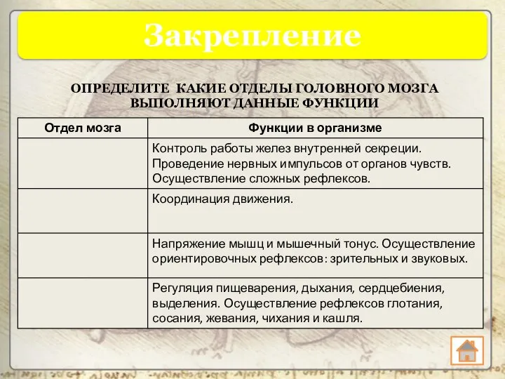 Закрепление ОПРЕДЕЛИТЕ КАКИЕ ОТДЕЛЫ ГОЛОВНОГО МОЗГА ВЫПОЛНЯЮТ ДАННЫЕ ФУНКЦИИ