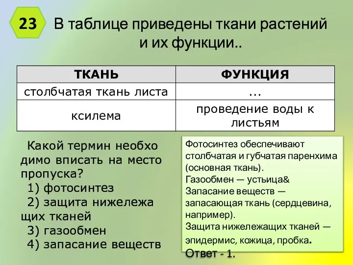 В таб­ли­це при­ве­де­ны ткани рас­те­ний и их функции.. 23 Фотосинтез обеспечивают