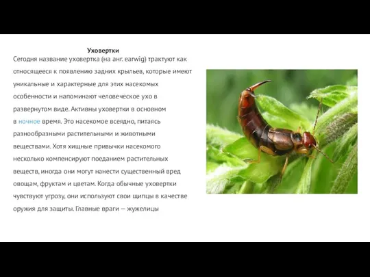 Уховертки Сегодня название уховертка (на анг. earwig) трактуют как относящееся к