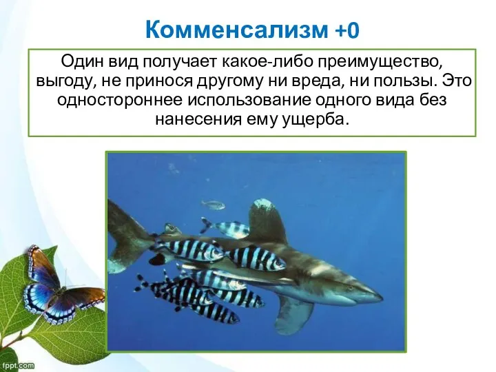 Комменсализм +0 Один вид получает какое-либо преимущество, выгоду, не принося другому