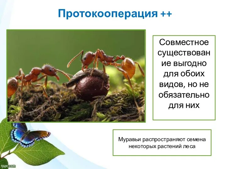 Протокооперация ++ Муравьи распространяют семена некоторых растений леса Совместное существование выгодно