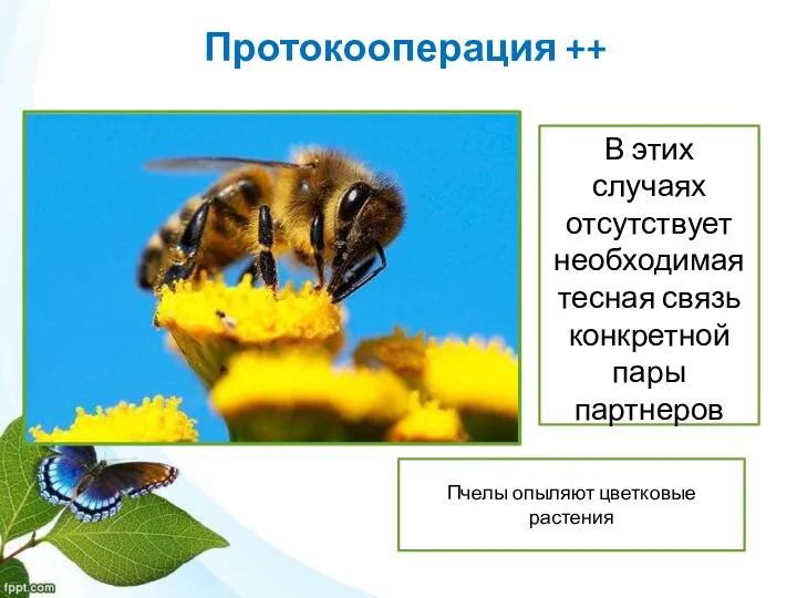 Протокооперация ++ Пчелы опыляют цветковые растения В этих случаях отсутствует необходимая тесная связь конкретной пары партнеров