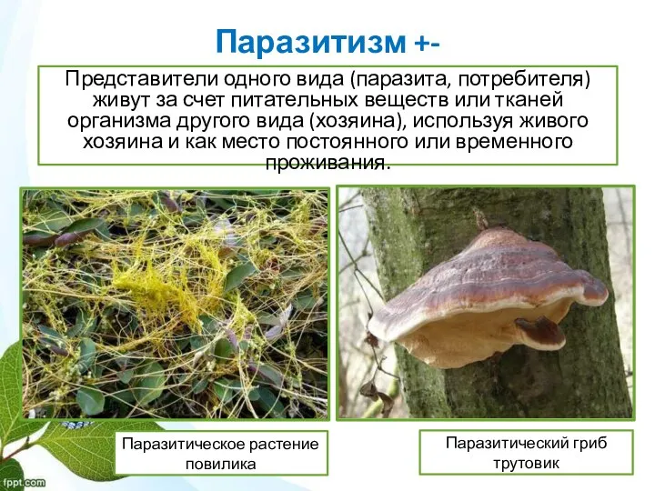 Паразитизм +- Представители одного вида (паразита, потребителя) живут за счет питательных