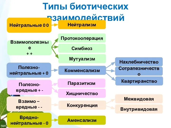 Типы биотических взаимодействий Нейтрализм Протокооперация Симбиоз Мутуализм Комменсализм Паразитизм Хищничество Конкуренция