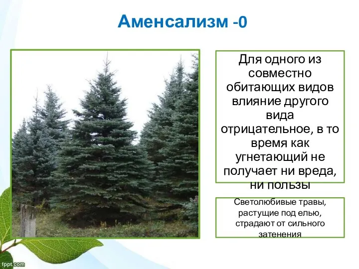 Аменсализм -0 Для одного из совместно обитающих видов влияние другого вида