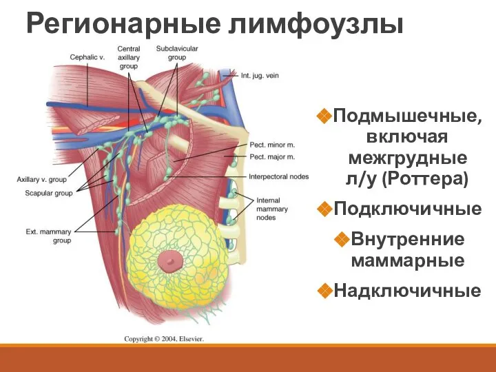 Регионарные лимфоузлы Подмышечные, включая межгрудные л/у (Роттера) Подключичные Внутренние маммарные Надключичные