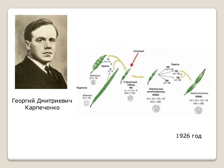 Георгий Дмитриевич Карпеченко 1926 год