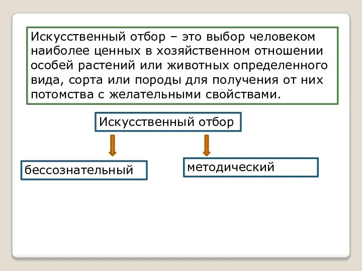 Искусственный отбор – это выбор человеком наиболее ценных в хозяйственном отношении