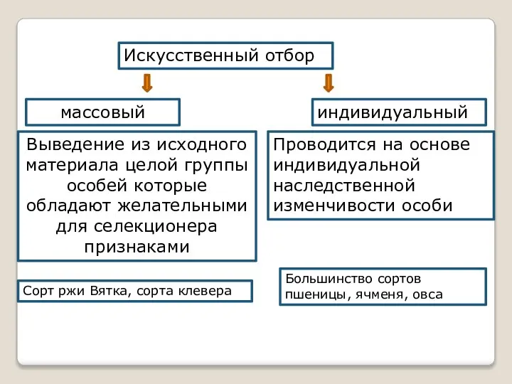 Искусственный отбор массовый индивидуальный Выведение из исходного материала целой группы особей