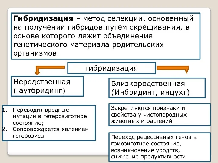 Гибридизация – метод селекции, основанный на получении гибридов путем скрещивания, в