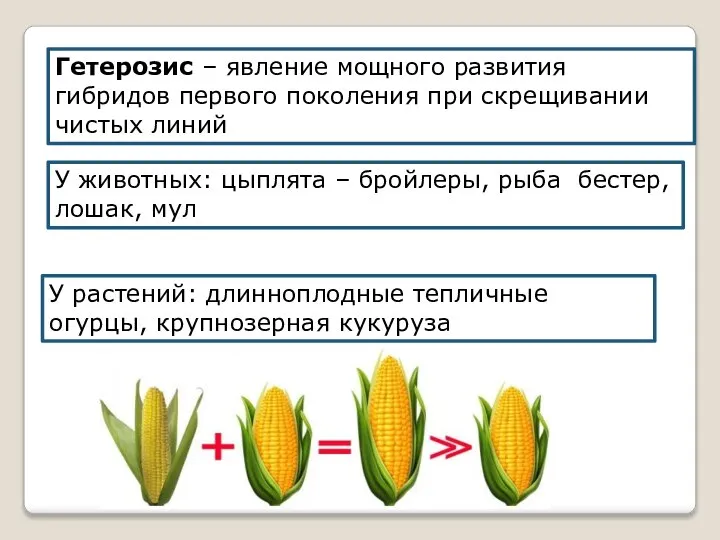 Гетерозис – явление мощного развития гибридов первого поколения при скрещивании чистых