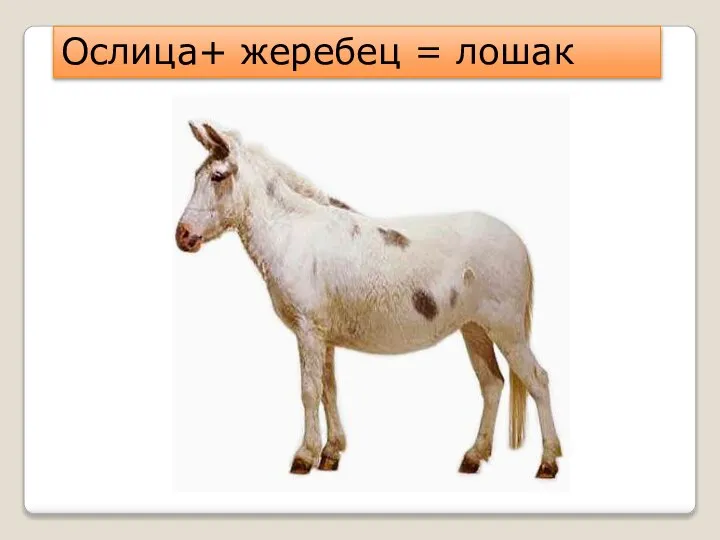 Ослица+ жеребец = лошак