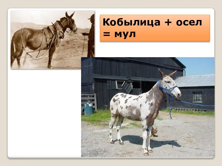 Кобылица + осел = мул