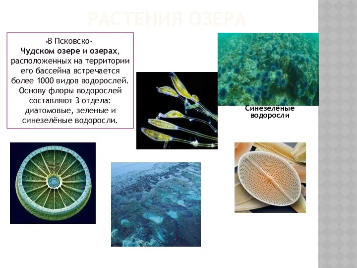 В Псковско-Чудском озере и озерах, расположенных на территории его бассейна встречается