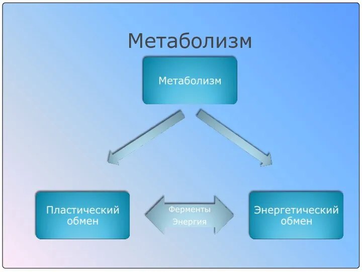 Метаболизм