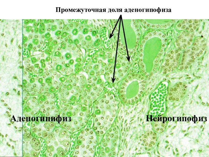 Промежуточная доля аденогипофиза Аденогипифиз Нейрогипофиз