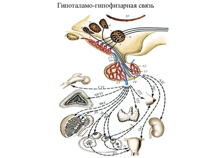 Гипоталамо-гипофизарная связь