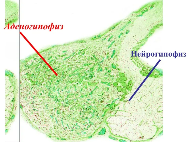 Аденогипофиз Нейрогипофиз