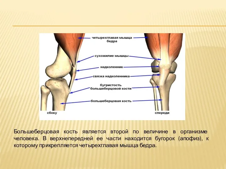 Большеберцовая кость является второй по величине в организме человека. В верхнепередней