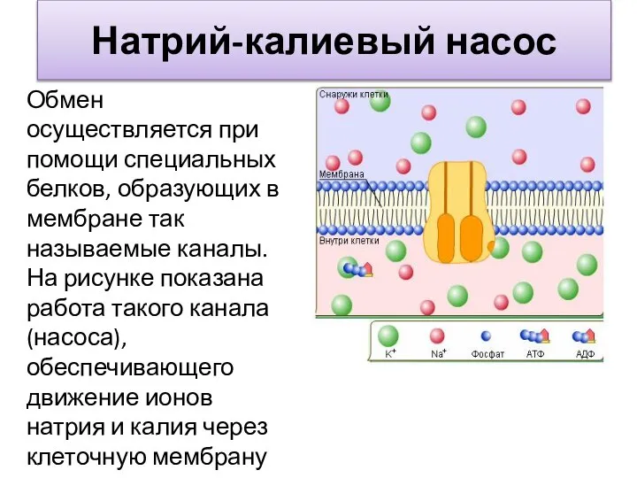 Натрий-калиевый насос Обмен осуществляется при помощи специальных белков, образующих в мембране