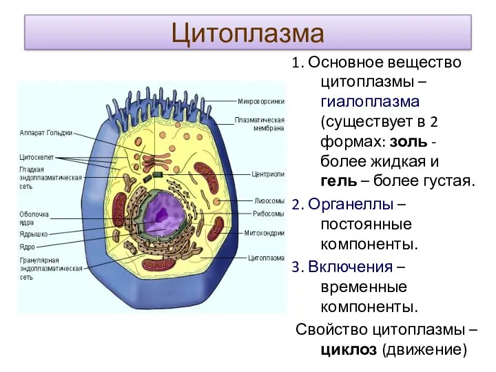 Цитоплазма 1. Основное вещество цитоплазмы – гиалоплазма (существует в 2 формах: