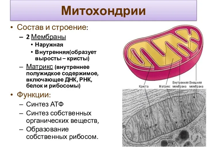 Митохондрии Состав и строение: 2 Мембраны Наружная Внутренняя(образует выросты – кристы)