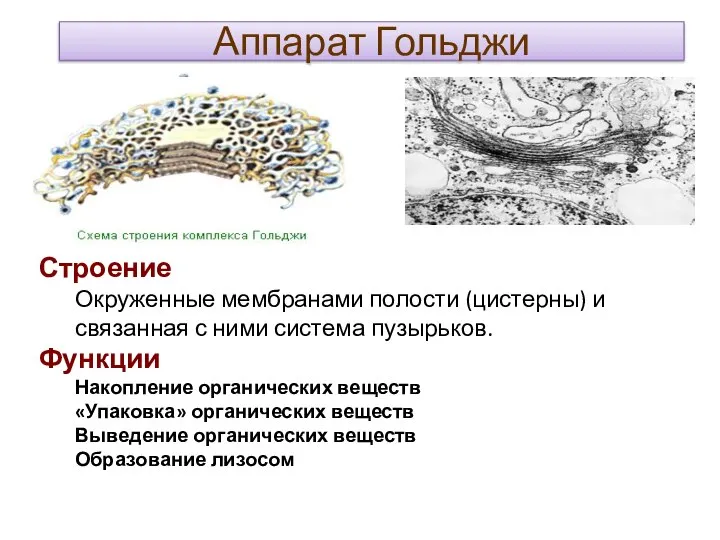 Аппарат Гольджи Строение Окруженные мембранами полости (цистерны) и связанная с ними