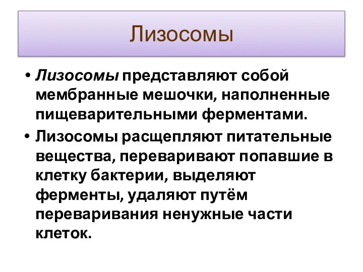 Лизосомы Лизосомы представляют собой мембранные мешочки, наполненные пищеварительными ферментами. Лизосомы расщепляют