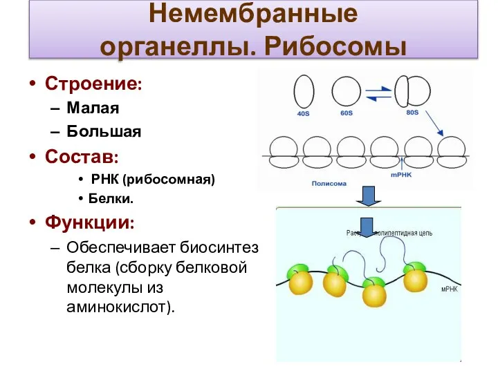 Немембранные органеллы. Рибосомы Строение: Малая Большая Состав: РНК (рибосомная) Белки. Функции: