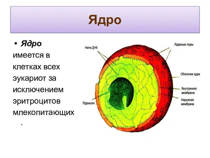 Ядро Ядро имеется в клетках всех эукариот за исключением эритроцитов млекопитающих.