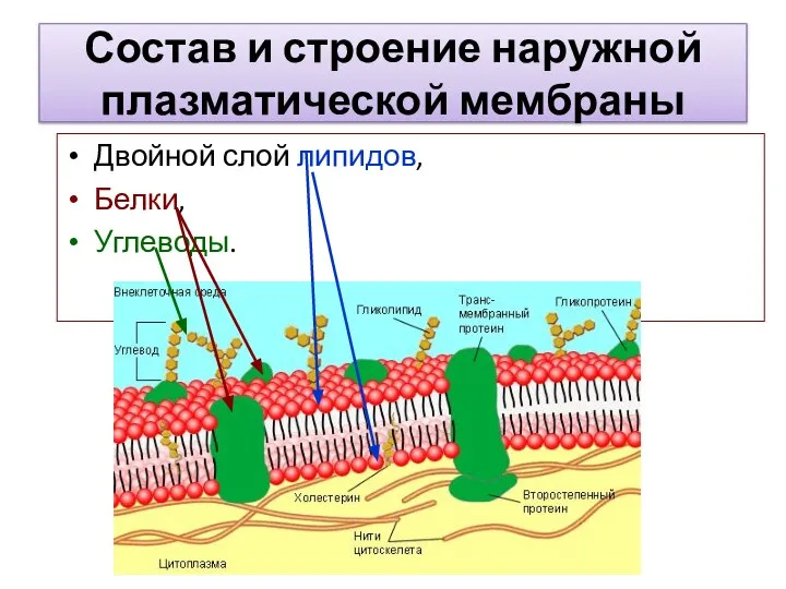 Состав и строение наружной плазматической мембраны Двойной слой липидов, Белки, Углеводы.