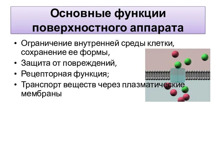 Основные функции поверхностного аппарата Ограничение внутренней среды клетки, сохранение ее формы,