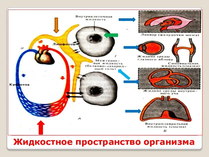 Жидкостное пространство организма