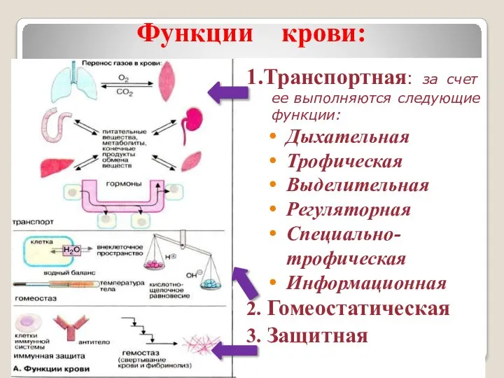 Функции крови: 1.Транспортная: за счет ее выполняются следующие функции: Дыхательная Трофическая