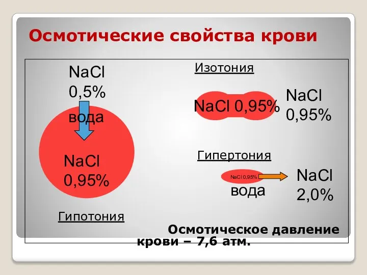 Осмотические свойства крови Изотония Гипертония Гипотония Осмотическое давление крови – 7,6