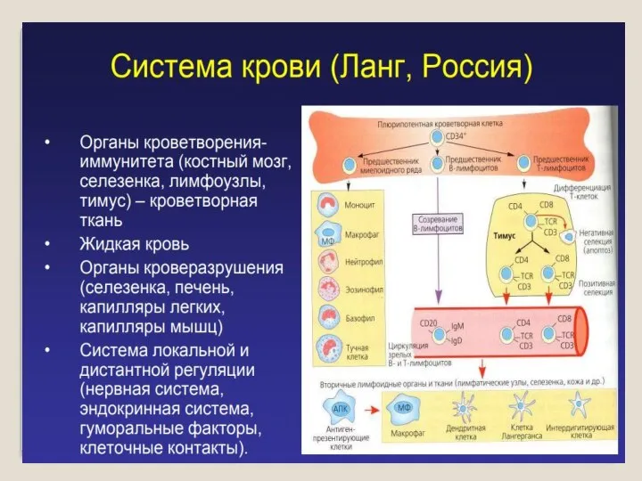 Система крови (Г. Ланг) 1. Периферическая кровь, циркулирующая по сосудам 2.