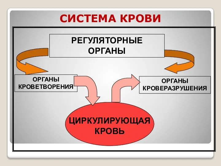 СИСТЕМА КРОВИ РЕГУЛЯТОРНЫЕ ОРГАНЫ ЦИРКУЛИРУЮЩАЯ КРОВЬ ОРГАНЫ КРОВЕТВОРЕНИЯ ОРГАНЫ КРОВЕРАЗРУШЕНИЯ