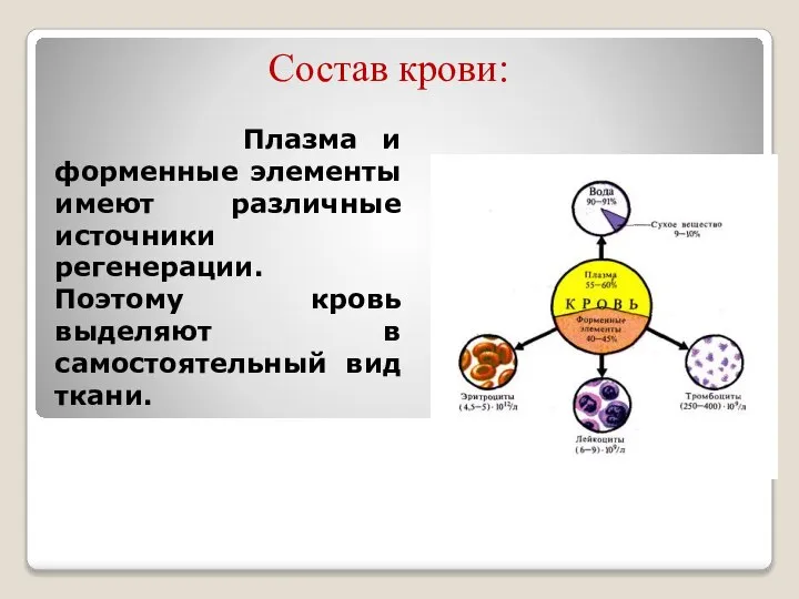 Состав крови: Плазма и форменные элементы имеют различные источники регенерации. Поэтому